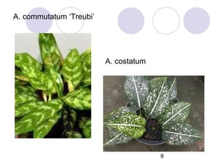 A. commutatum ‘Treubi’

A. costatum

9

 