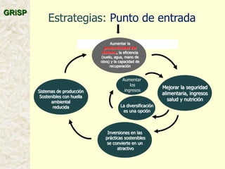 A global rice science partnership GRiSP