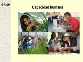 A global rice science partnership GRiSP