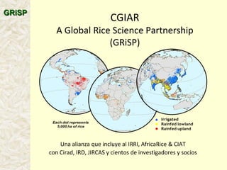 A global rice science partnership GRiSP