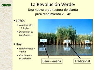 A global rice science partnership GRiSP