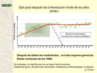 A global rice science partnership GRiSP