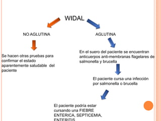 WIDAL

          NO AGLUTINA                         AGLUTINA



                                      En el suero del paciente se encuentran
Se hacen otras pruebas para           anticuerpos anti-membranas flagelares de
confirmar el estado                   salmonella y brucella
aparentemente saludable del
paciente

                                             El paciente cursa una infección
                                             por salmonella o brucella




                          El paciente podría estar
                          cursando una FIEBRE
                          ENTERICA, SEPTICEMIA,
 