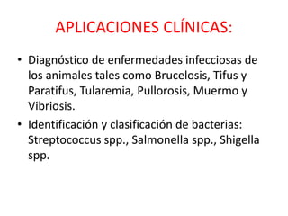 APLICACIONES CLÍNICAS: 
• Diagnóstico de enfermedades infecciosas de 
los animales tales como Brucelosis, Tifus y 
Paratifus, Tularemia, Pullorosis, Muermo y 
Vibriosis. 
• Identificación y clasificación de bacterias: 
Streptococcus spp., Salmonella spp., Shigella 
spp. 
 