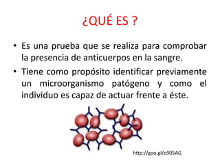 ¿QUÉ ES ? 
• Es una prueba que se realiza para comprobar 
la presencia de anticuerpos en la sangre. 
• Tiene como propósito identificar previamente 
un microorganismo patógeno y como el 
individuo es capaz de actuar frente a éste. 
http://goo.gl/o905AG 
 