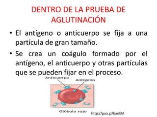 DENTRO DE LA PRUEBA DE 
AGLUTINACIÓN 
• El antígeno o anticuerpo se fija a una 
partícula de gran tamaño. 
• Se crea un coágulo formado por el 
antígeno, el anticuerpo y otras partículas 
que se pueden fijar en el proceso. 
http://goo.gl/baoEIA 
 