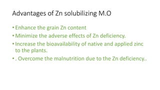 Advantages of Zn solubilizing M.O
• Enhance the grain Zn content
• Minimize the adverse effects of Zn deficiency.
• Increase the bioavailability of native and applied zinc
to the plants.
• . Overcome the malnutrition due to the Zn deficiency..
 