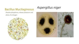 Aspergillus niger
 