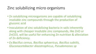 Zinc solubilizing micro organisms
• Zn solubilizing microrganisms are capable of solubilizing
insoluble zinc compounds through the production of
gluconic acid
• Inoculation of zinc solubilizing bacteria in soils inherently
along with cheaper insoluble zinc compounds, like ZnO or
ZnCO3, will be useful for enhancing Zn nutrition & alleviation
of Zn deficiency.
• Ex:Bacillus cereus, Bacillus sphaericus, Bacillus subtilis,
Gluconacetobacter diazotrophicus, Pseudomonas sp
 