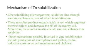 Mechanism of Zn solubilization
• Zinc solubilizing microorganisms solubilize zinc through
various mechanisms, one of which is acidification.
• These microbes produce organic acids in soil which sequester
the zinc cations and decrease the pH of the nearby soil.
Moreoverr, the anions can also chelate zinc and enhance zinc
solubility .
• Other mechanisms possibly involved in zinc solubilization
include production of siderophores and proton, oxido-
reductive systems on cell membranes and chelates.
 