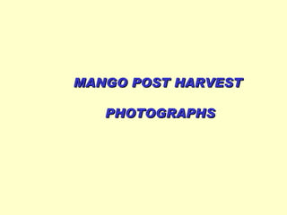 MANGO POST HARVEST  PHOTOGRAPHS 