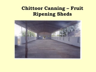 Chittoor Canning – Fruit Ripening Sheds 