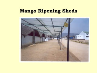 Mango Ripening Sheds 