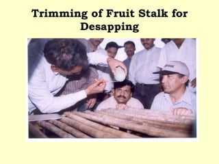 Trimming of Fruit Stalk for Desapping 