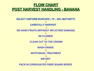 FLOW CHART POST HARVEST HANDLING - BANANA   SELECT UNIFORM BUNCHES ( 75 – 80% MATURITY)      CAREFULLY HARVEST     DE-HAND FRUITS (WITHOUT INFLICTING DAMAGE)       DE-FLOWER        CLEAN CUT TO THE CROWN       WASH HANDS       ANTIFUNGAL TREATMENT       AIR-DRY        PACK IN CORRUGATED FIBRE BOARD BOXES    