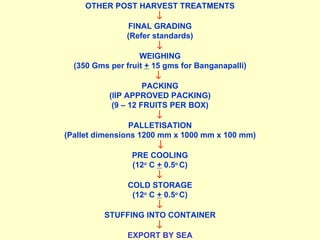 OTHER POST HARVEST TREATMENTS      FINAL GRADING (Refer standards)      WEIGHING (350 Gms per fruit  +  15 gms for Banganapalli)        PACKING (IIP APPROVED PACKING) (9 – 12 FRUITS PER BOX)      PALLETISATION (Pallet dimensions 1200 mm x 1000 mm x 100 mm)        PRE COOLING (12 o  C  +  0.5 o  C)      COLD STORAGE (12 o  C  +  0.5 o  C)      STUFFING INTO CONTAINER        EXPORT BY SEA     