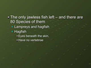 The only jawless fish left – and there are 80 Species of them Lampreys and hagfish Hagfish Eyes beneath the skin, Have no vertebrae 
