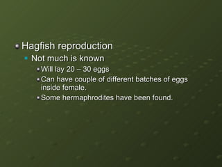 Hagfish reproduction Not much is known Will lay 20 – 30 eggs Can have couple of different batches of eggs inside female. Some hermaphrodites have been found. 