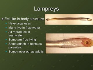 Lampreys Eel like in body structure Have large eyes Many live in freshwater All reproduce in freshwater Some are free living Some attach to hosts as parasites. Some never eat as adults. 