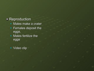 Reproduction Males make a crater Females deposit the eggs, Males fertilize the eggs Video clip 