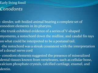 Early living fossil
Conodonts
- slender, soft-bodied animal bearing a complete set of
conodont elements in its pharynx.
-the trunk exhibited evidence of a series of V-shaped
myomeres, a notochord down the midline, and caudal fin rays
on what could be interpreted to be a postanal tail.
-the notochord was a streak consistent with the interpretation
of a dorsal nerve cord
- conodont elements suggested the presence of mineralized
dental tissues known from vertebrates, such as cellular bone,
calcium phosphate crystals, calcified cartilage, enamel, and
dentin.
 