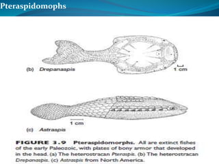 Pteraspidomophs
 