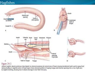 Hagfishes
 