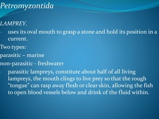 Petromyzontida
LAMPREY.
- uses its oval mouth to grasp a stone and hold its position in a
current.
Two types:
parasitic – marine
non-parasitic - freshwater
- parasitic lampreys, constitute about half of all living
lampreys, the mouth clings to live prey so that the rough
“tongue” can rasp away flesh or clear skin, allowing the fish
to open blood vessels below and drink of the fluid within.
 