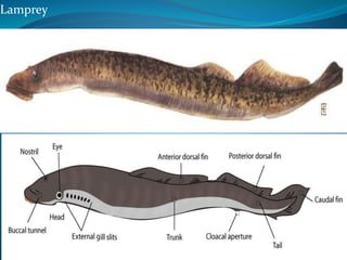 Lamprey
 