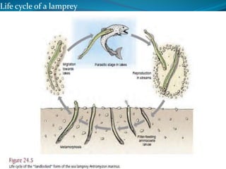 Life cycle of a lamprey
 