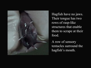 Hagfish have no jaws.
Their tongue has two
rows of rasp-like
structures that enable
them to scrape at their
food.
A row of sensory
tentacles surround the
hagfish’s mouth.
 