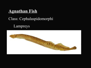 Agnathan Fish
Class: Cephalaspidomorphi
Lampreys
 