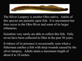 The Silver Lamprey is another Ohio native. Adults of
this species are parasitic upon fish. It is uncommon but
does occur in the Ohio River and some of its larger
tributaries.
Scientists very rarely are able to collect this fish. Only
seven have been collected in Ohio in the past 30 years.
Evidence of its presence is occasionally seen when a
fisherman catches a fish with deep wounds caused by the
silver lamprey. Adults attain a maximum length of
about 8 to 10 inches.
 