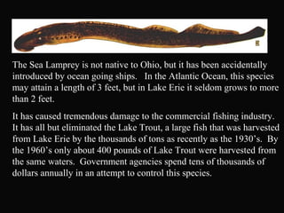 The Sea Lamprey is not native to Ohio, but it has been accidentally
introduced by ocean going ships. In the Atlantic Ocean, this species
may attain a length of 3 feet, but in Lake Erie it seldom grows to more
than 2 feet.
It has caused tremendous damage to the commercial fishing industry.
It has all but eliminated the Lake Trout, a large fish that was harvested
from Lake Erie by the thousands of tons as recently as the 1930’s. By
the 1960’s only about 400 pounds of Lake Trout were harvested from
the same waters. Government agencies spend tens of thousands of
dollars annually in an attempt to control this species.
 
