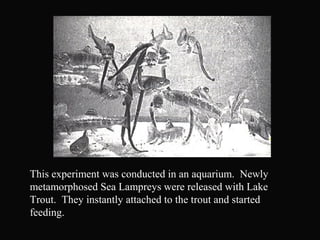 This experiment was conducted in an aquarium. Newly
metamorphosed Sea Lampreys were released with Lake
Trout. They instantly attached to the trout and started
feeding.
 