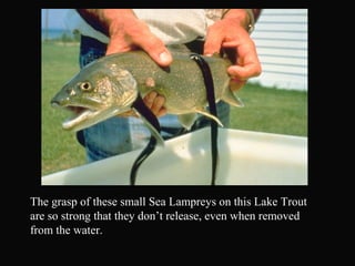 The grasp of these small Sea Lampreys on this Lake Trout
are so strong that they don’t release, even when removed
from the water.
 