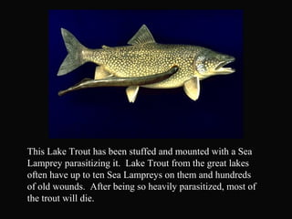 This Lake Trout has been stuffed and mounted with a Sea
Lamprey parasitizing it. Lake Trout from the great lakes
often have up to ten Sea Lampreys on them and hundreds
of old wounds. After being so heavily parasitized, most of
the trout will die.
 