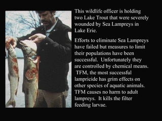 This wildlife officer is holding
two Lake Trout that were severely
wounded by Sea Lampreys in
Lake Erie.
Efforts to eliminate Sea Lampreys
have failed but measures to limit
their populations have been
successful. Unfortunately they
are controlled by chemical means.
TFM, the most successful
lampricide has grim effects on
other species of aquatic animals.
TFM causes no harm to adult
lampreys. It kills the filter
feeding larvae.
 