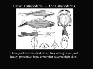 Class: Ostracodermi - The Ostracoderms
These jawless fishes had paired fins, a bony spine, and
heavy, protective, bony armor that covered their skin.
 