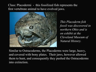 Class: Placodermi - this fossilized fish represents the
first vertebrate animal to have evolved jaws.
Similar to Ostracoderms, the Placoderms were large, heavy,
and covered with bony plates. Their jaws, however allowed
them to hunt, and consequently they pushed the Ostracoderms
into extinction.
This Placoderm fish
fossil was discovered in
northern Ohio and is
on exhibit at the
Cleveland Museum of
Natural History.
 