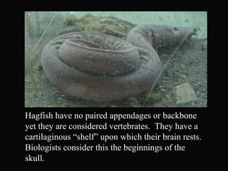 Hagfish have no paired appendages or backbone
yet they are considered vertebrates. They have a
cartilaginous “shelf” upon which their brain rests.
Biologists consider this the beginnings of the
skull.
 