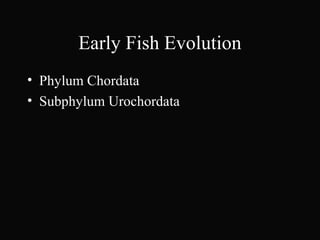 Early Fish Evolution
• Phylum Chordata
• Subphylum Urochordata
 