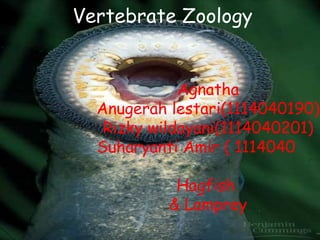 Vertebrate Zoology


             Agnatha
  Anugerah lestari(1114040190)
   Rizky wildayani(1114040201)
  Suharyanti Amir ( 1114040

            Hagfish
           & Lamprey
 