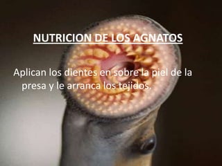 NUTRICION DE LOS AGNATOSAplican los dientes en sobre la piel de la presa y le arranca los tejidos.