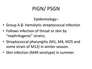 PIGN/ PSGN
Epidemiology:-
• Group A β- hemolytic streptococcal infection
• Follows infection of throat or skin by
“nephritogenic” strains.
• Streptococcal pharyngitis (M1, M4, M25 and
some strain of M12) in winter season.
• Skin infection (M49 serotype) in summer.
 