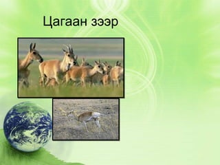 Цагаан зээр

 