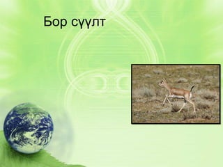 Бор сүүлт

 
