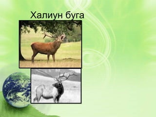 Халиун буга

 