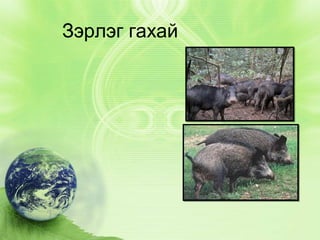 Зэрлэг гахай

 