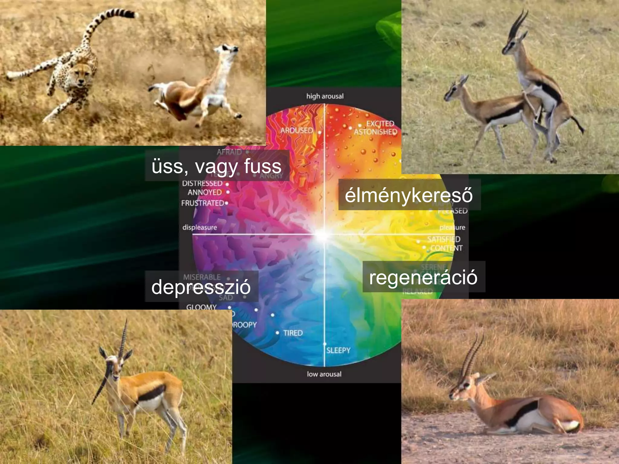 élménykereső
üss, vagy fuss
depresszió regeneráció
 